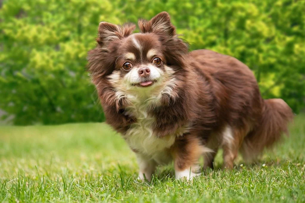 chien chihuahua herbe