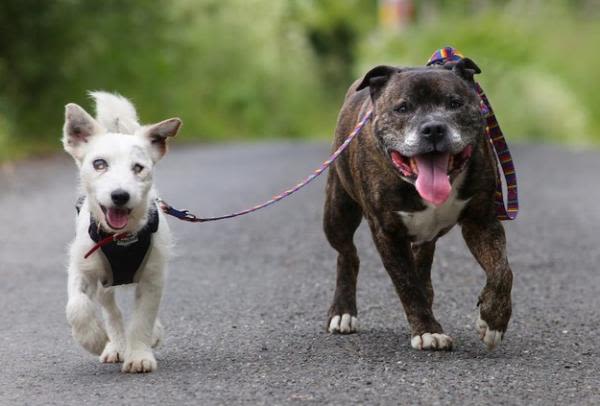 Un Jack aveugle et un staffie inséparables… à adopter