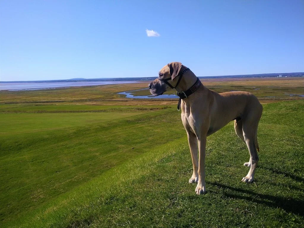 dogue allemand nature