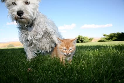Organiser les vacances avec son chien ou son chat