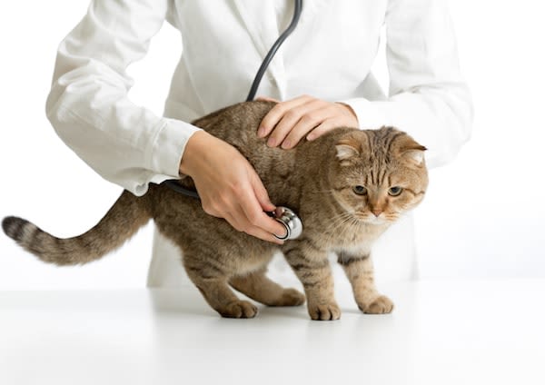 Problèmes cardiaques : les maladies fréquentes chez le chat
