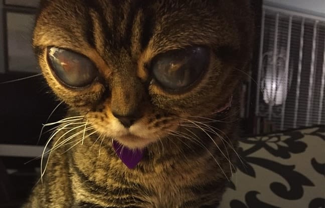 Matilda, le chat aux yeux… d’extraterrestre !