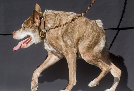 Quasi Modo, élu chien le plus laid du monde