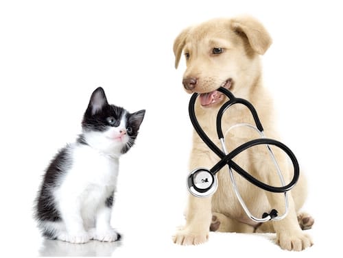 SantéVet assure les chiens et chats en Belgique