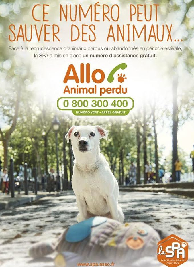 Animal perdu en été : la SPA met en place un n° Vert