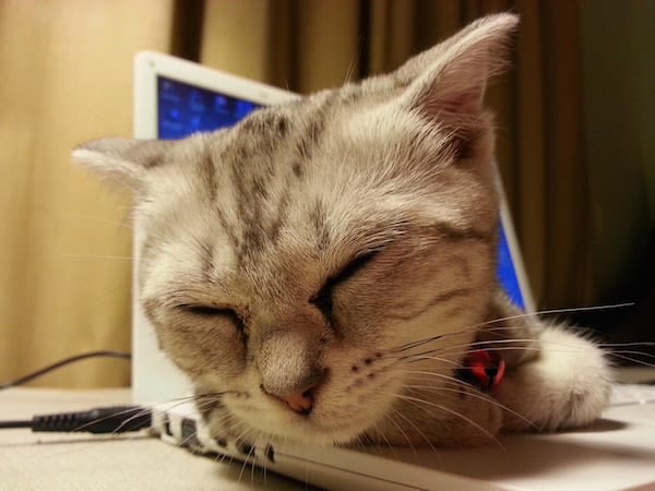 Regarder des vidéos de chats, c’est bon pour le moral !