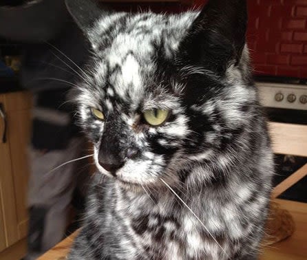 Vitiligo chez le chat : un cas assez rare