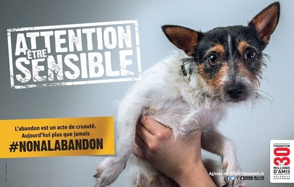 Abandons : 30 Millions d’Amis repart en campagne