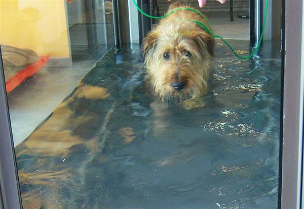 Un centre d’aqua-training pour chiens en région parisienne