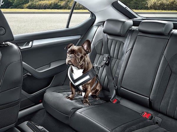 Accessoires auto pour le confort et la sécurité des chiens