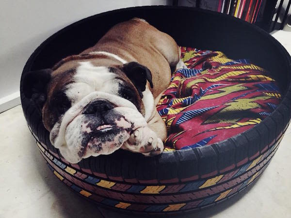 Florence Foresti : c&rsquo;est son chien qui twitte pour elle !