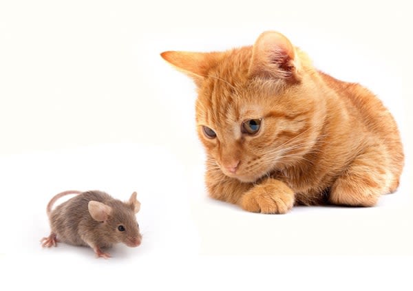 Les chats et les souris sont-ils devenus « amis » ?