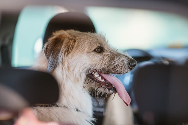 Des vidéos pour ne pas laisser son chien dans la voiture