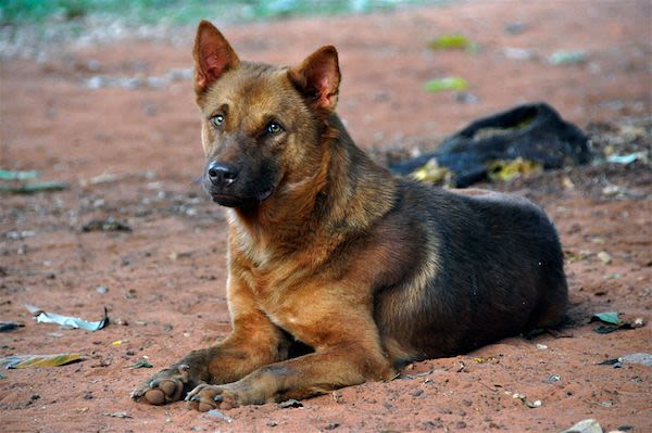 La crise grecque touche aussi les animaux de plein fouet