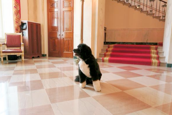 On peut de nouveau photographier les chiens de Barack Obama