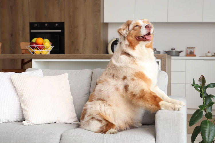 36% des chiens sont en surpoids en Belgique