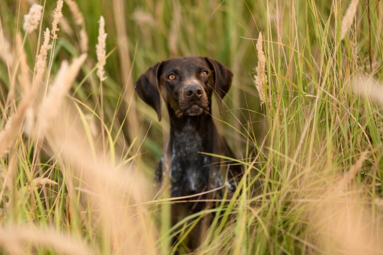 Les épillets sont un vrai danger pour votre chien ou chat
