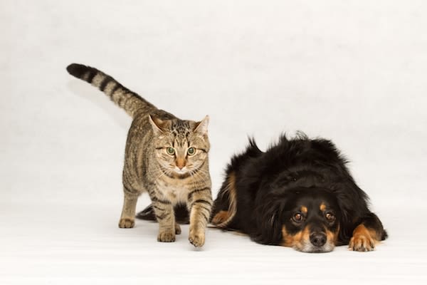 Filalapat : application pour chiens, chats, furets perdus