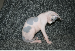 Un nouveau test ADN pour le Sphynx et le Devon Rex