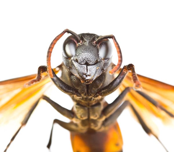 Frelon : attention aux piqûres chez le chien