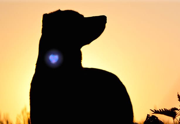 Woufki Led : une médaille lumineuse pour chien et chat
