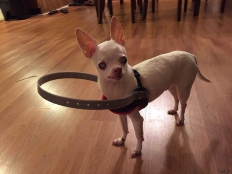 Un appareillage pour chien aveugle