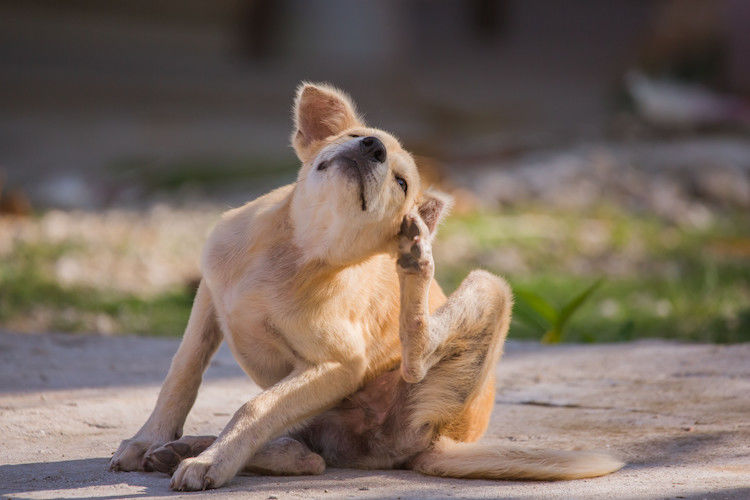Ces parasites qui empoisonnent la vie des chiens et chats