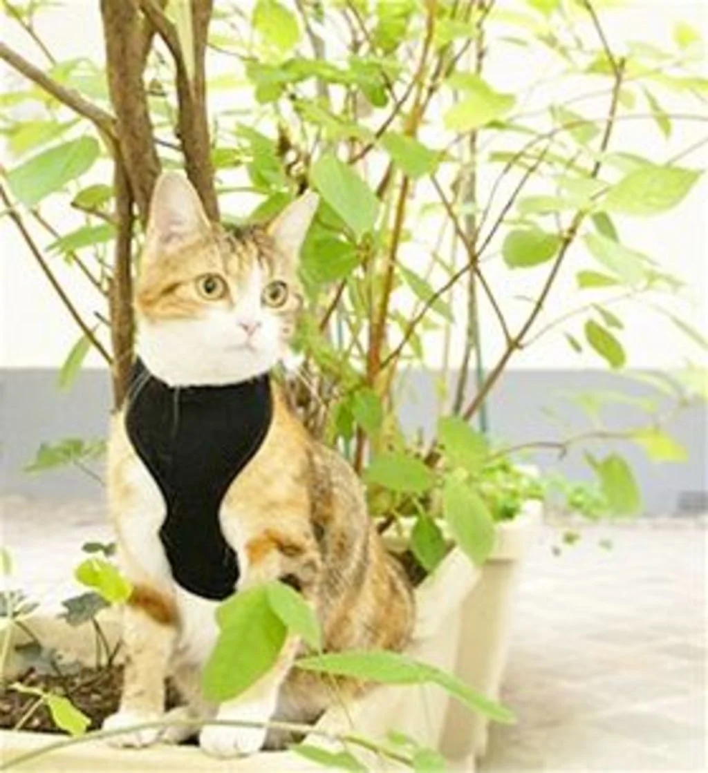 gps pour chat weenect harnais