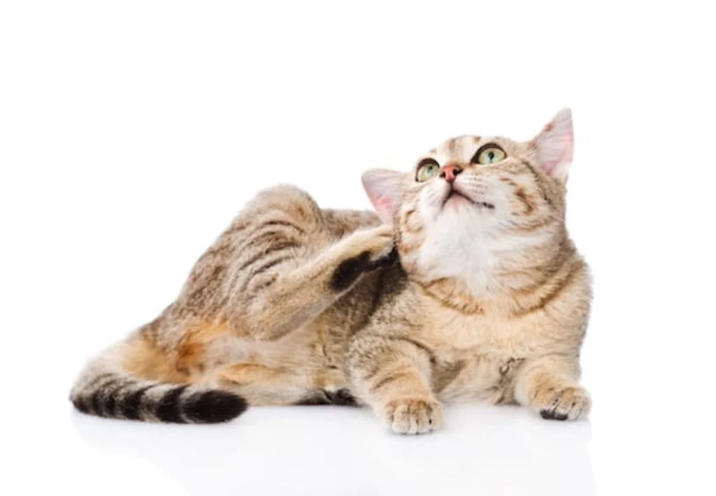 parasites chez le chat