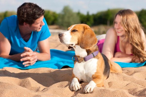 Les plages autorisées aux chiens sur le littoral belge