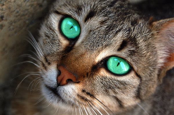 La pupille du chat décryptée par les scientifiques