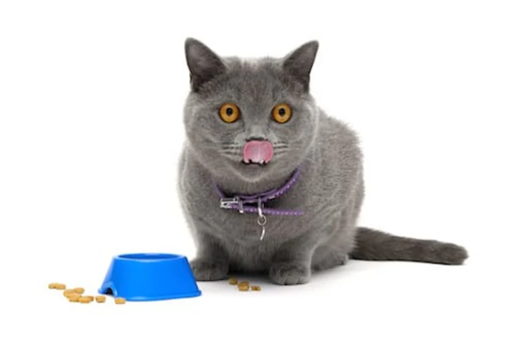 alimentation du chat