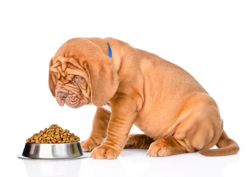 Alimentation : bien nourrir son chien ou son chat