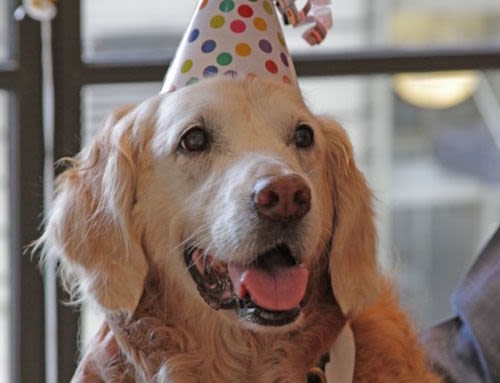 Le dernier chien sauveteur du 11 septembre fête ses 16 ans