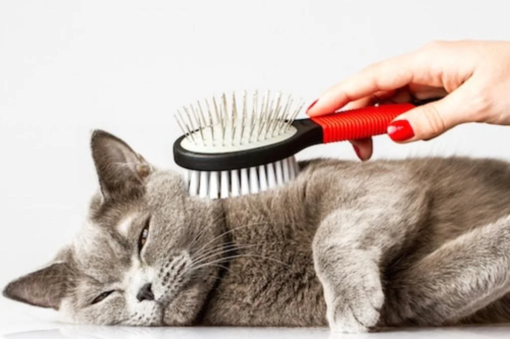brosser son chat poil mue 