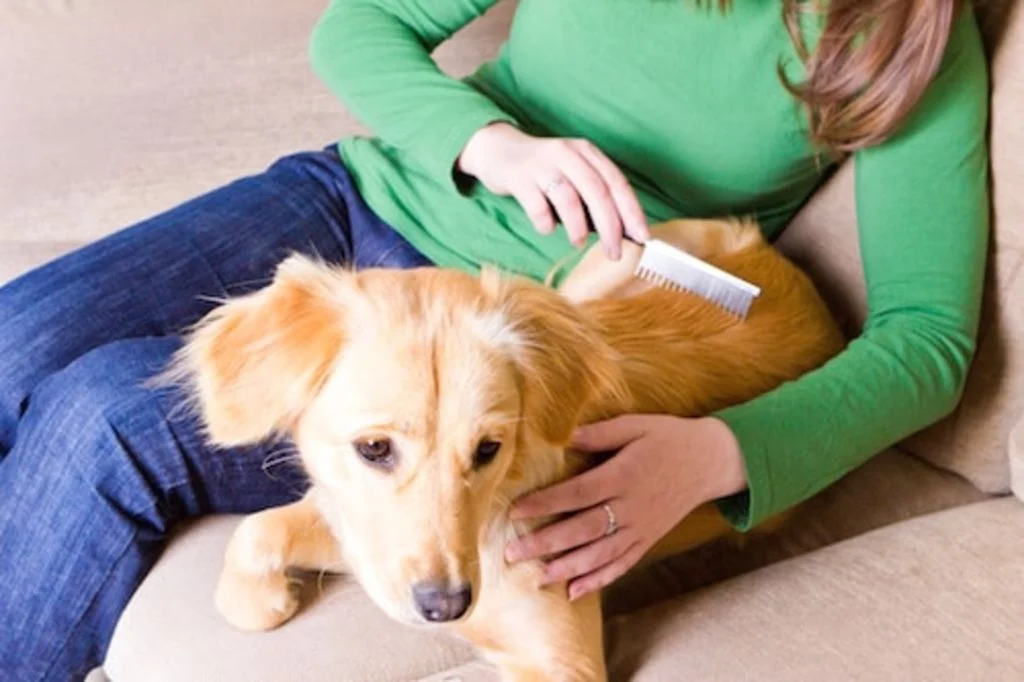 chien brosse poils mue