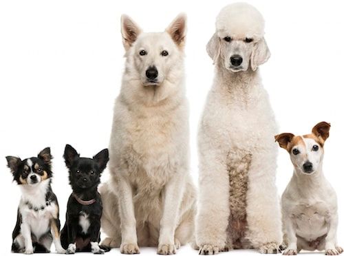 Découvrir Chien.fr : la communauté des amoureux des chiens
