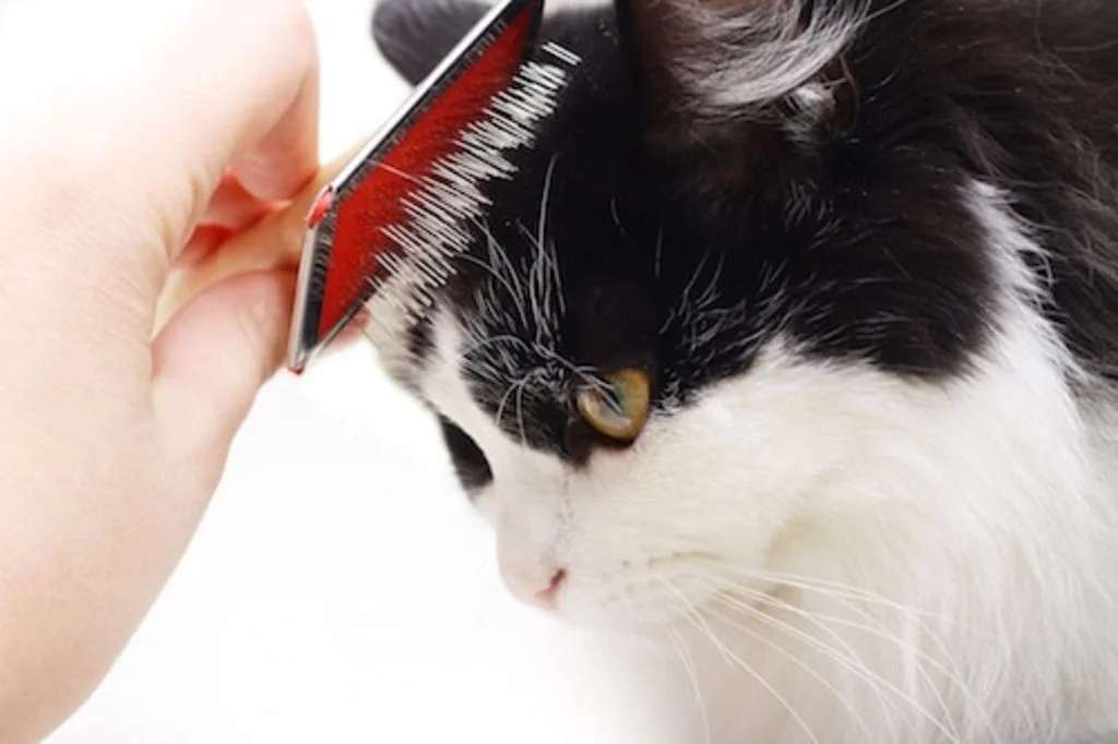mue poil chat brossage
