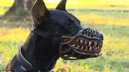 Une muselière pour donner un air méchant à son chien