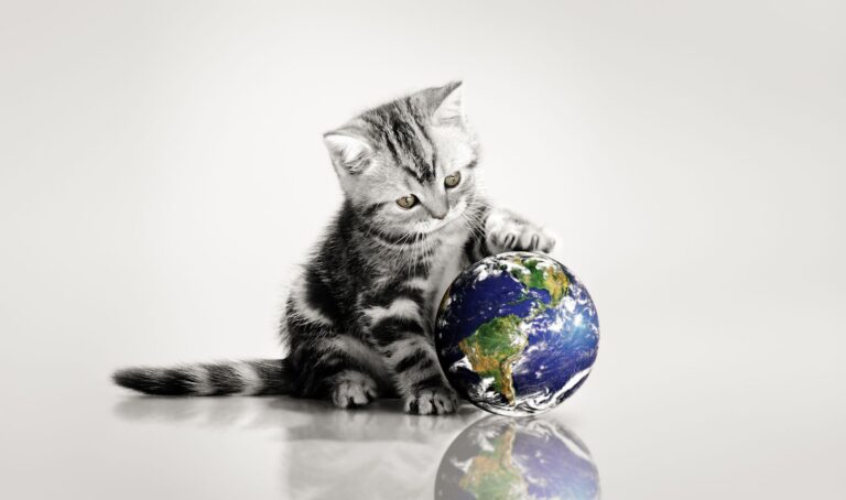 Les vidéos de chats polluent-elles la planète !