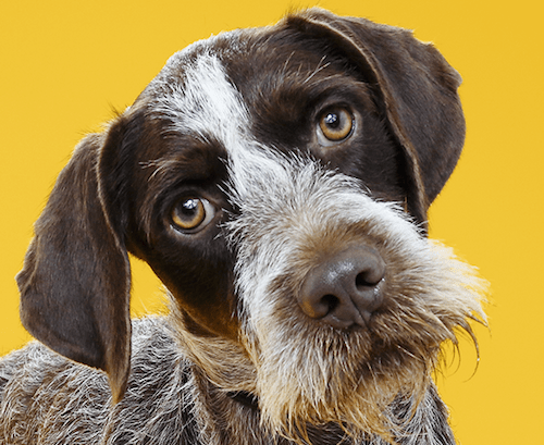 Agir pour l’adoption: aider les refuges et les chiens