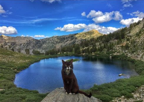Burma : un chat globe-trotter