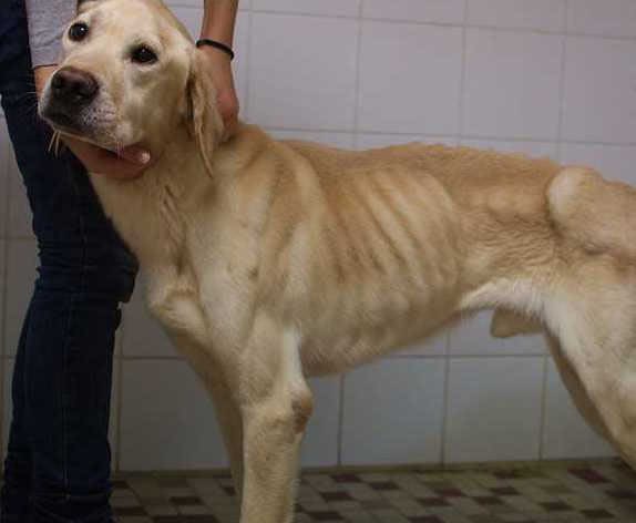 Eliot, le chien abandonné qui émeut les internautes