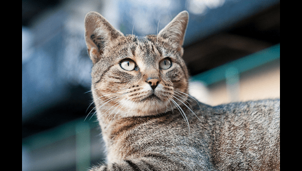 Roubaix: une copropriété adopte un chat errant