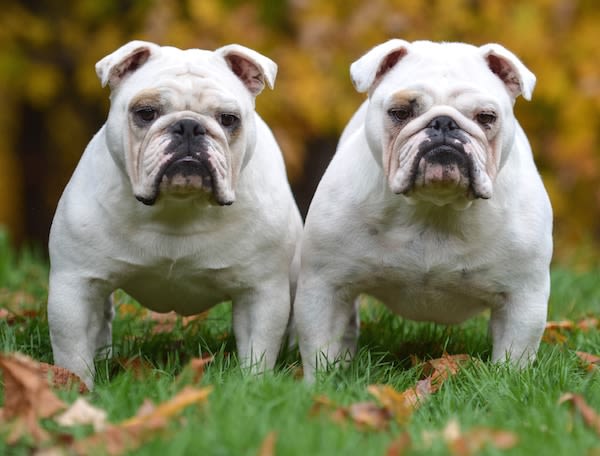 Assurance chien : forfait prévention et antiparasitaires