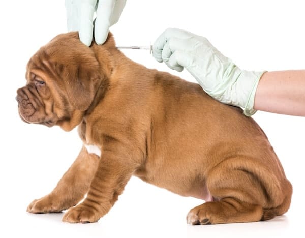 Assurance chien : pourquoi identifier son animal ?