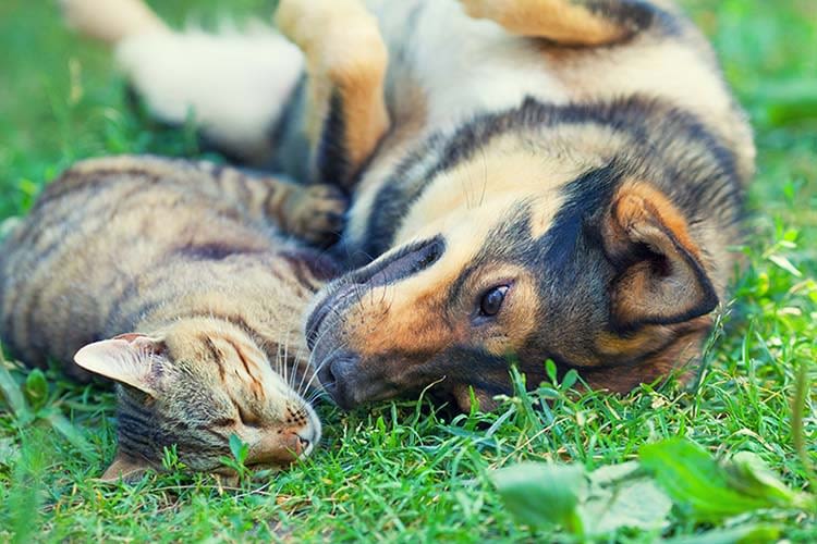 Bien choisir la formule d’assurance de votre chien ou chat