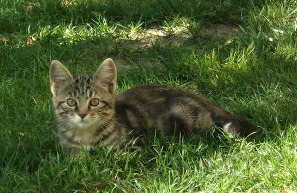Wallonie : un plan de stérilisation pour les chats errants