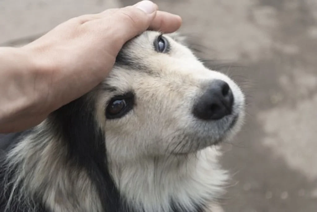 chien abandnne education adoption