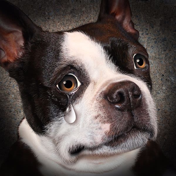 Combien de chiens et chats retrouvés grâce à Internet ?
